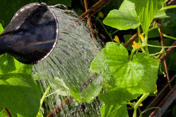 Não se pode regar pepinos desta forma: a água deve cair no solo e não nas plantas.