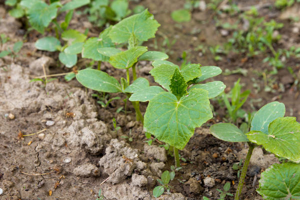 Salatalık yetiştirmek için hemen hemen her arazi uygundur