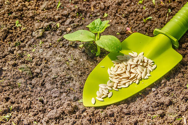 Puede cultivar pepinos tanto en plántulas como sembrándolos directamente en el suelo.