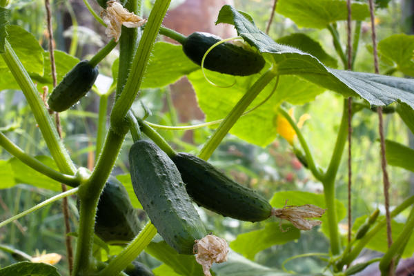 Cucumber hybrids don bude ƙasa