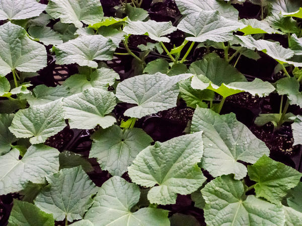 With the right approach, in 4-5 weeks you will get strong healthy seedlings of cucumbers.