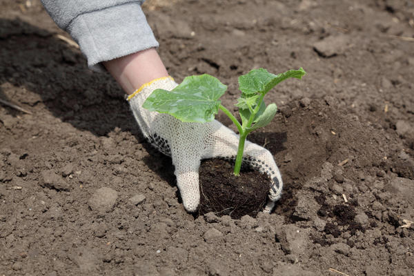 Cucumber seedlings are planted in the ground with the advent of sustainable warming
