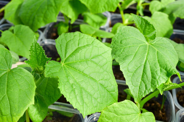 Cucumber seedlings need intensive lighting for 10-12 hours a day