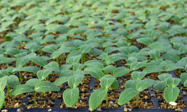Cucumbers at the initial stage can be grown in seedling cassettes, and later transferred to larger containers