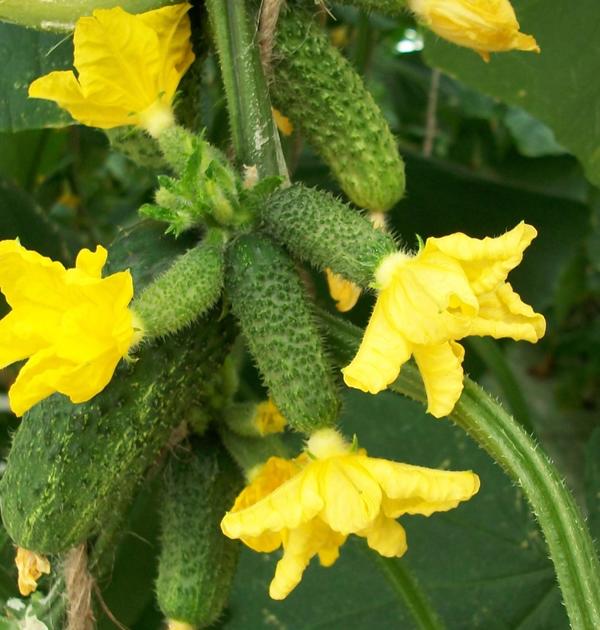 Cucumber with a bouquet (beam) arrangement of ovaries. Photo of agricultural firm Gavrish