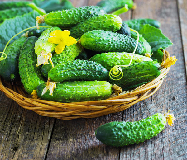 Cucumber RMT F1 - a good choice for a gardener