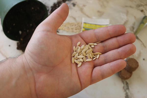 Se recomandă însămânțarea semințelor pentru răsaduri cu 16-25 de zile înainte de plantare.