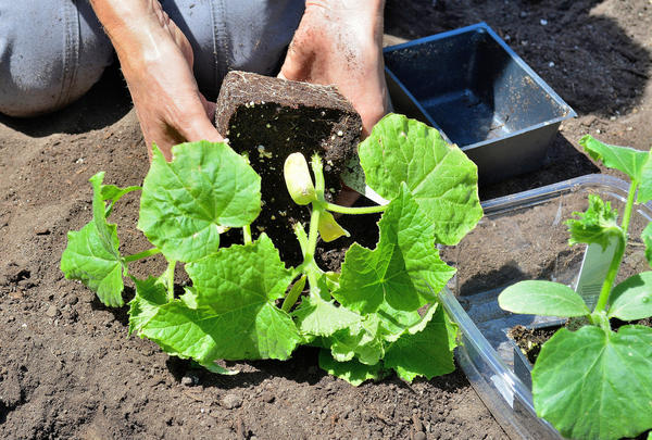Puteți obține o recoltă decentă de castraveți numai pe un pat de grădină bine pregătit.