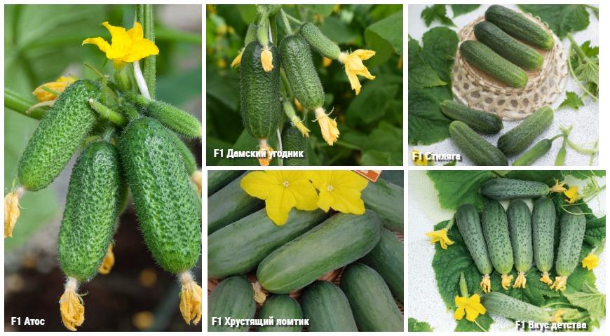 Cucumbers Agroholding Search