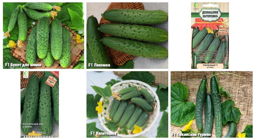 Neman cucumbers na Agroholding