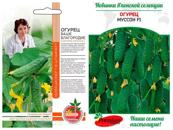 Pepinos 'Tu nobleza' F1 de la empresa "Residente de verano de los Urales" y 'Musson' F1 de la empresa Premium Seeds.  Foto de seedspost.ru