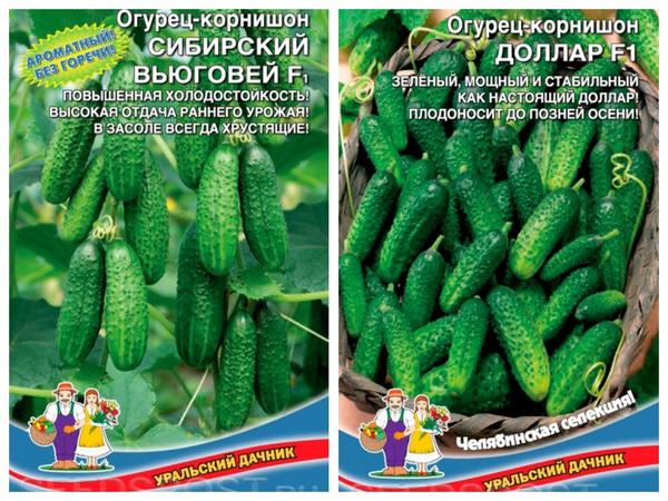 Kacukan Parthenocarpic dari syarikat "Penduduk musim panas Ural" - timun-gherkins 'Siberian Vyugovey' F1 dan 'Dollar' F1.  Foto dari seedspost.ru