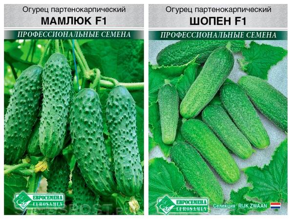 Parthenocarpic hybrider fra virksomheden "Evrosemena" - agurker 'Mamluk' F1 og 'Chopin' F1.  Foto fra seedspost.ru