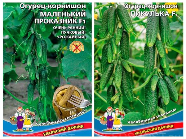 Kacukan Parthenocarpic dari syarikat "Penduduk musim panas Uralsky" - cucumber-gherkins 'Pelawak kecil' F1 dan 'Pikulka' F1