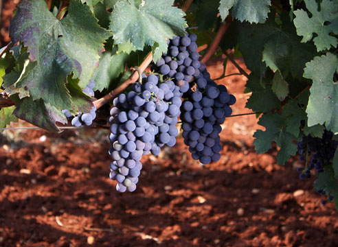 Peronosporosis (penyakit bulai) pada buah anggur