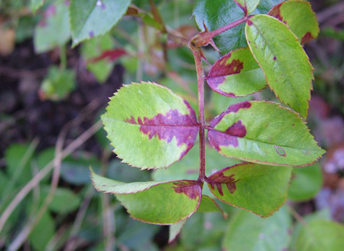 Peronosporose (Falscher Mehltau) an einer Rose