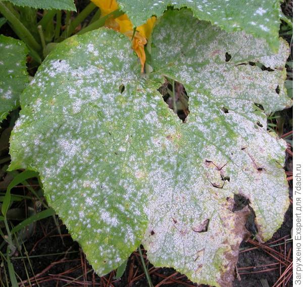 Powdery mildew on cucumber leaves. Photo from http://www.mrjacksfarm.com