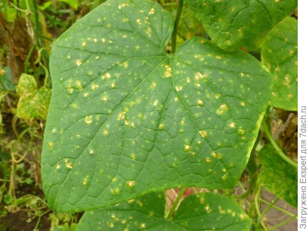 Downy mildew - Peronosporosis. Photo from the site http://www.greentalk.ru