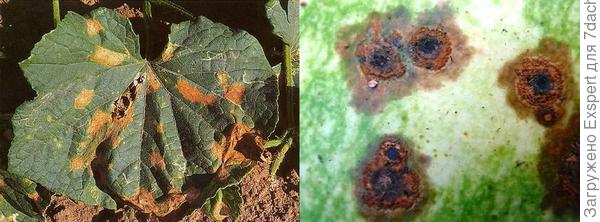 Anthracnose (copperwort). Photo from the site http://693437.ucoz.ru