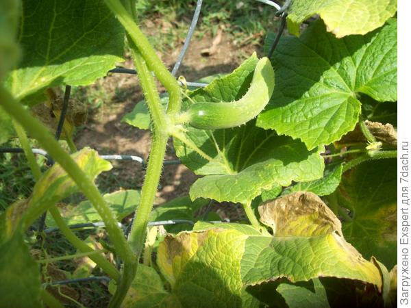 Cucumber leaves turn yellow prematurely. Photo from the site http://sazenec.ru