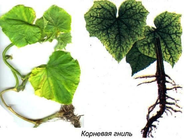 Root rot. Photo from elektro-sadovnik.ru