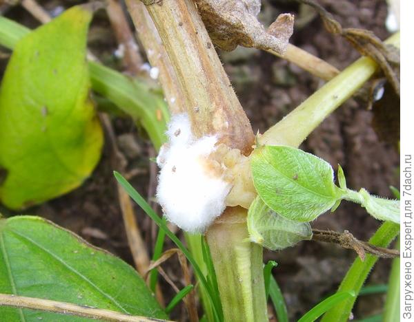 Sclerotinia - white rot. Photo from the site http://fr.academic.ru