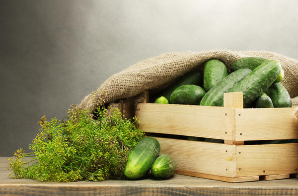 How to store cucumbers indoors