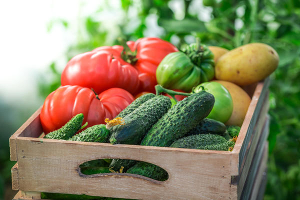 Eventuelle modne frugter, der afgiver ethylen, bør ikke opbevares sammen med agurker.
