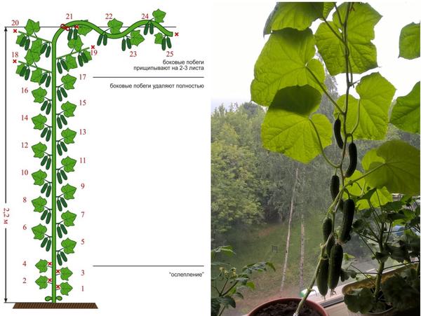On the left: the scheme of formation of self-pollinated hybrids with a bouquet type of fruiting in protected ground. Right: Vigorous powerful hybrids will please the harvest for a long time. Photo: Gavrish