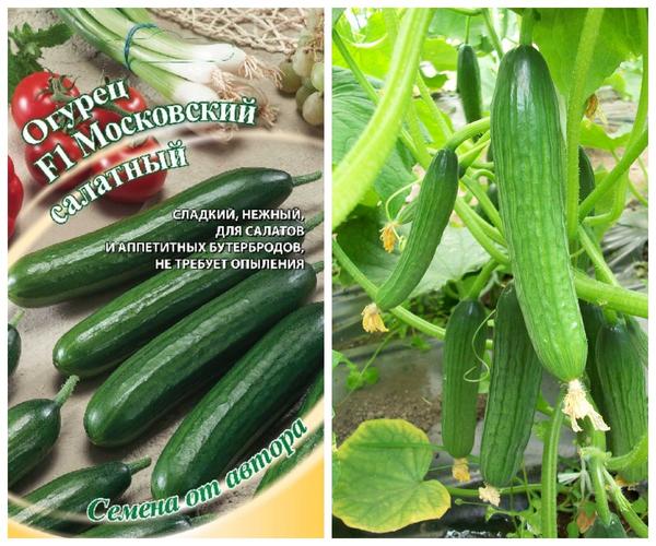 Cucumber F1 Salatin Moscow.  Hoto: Gavrish