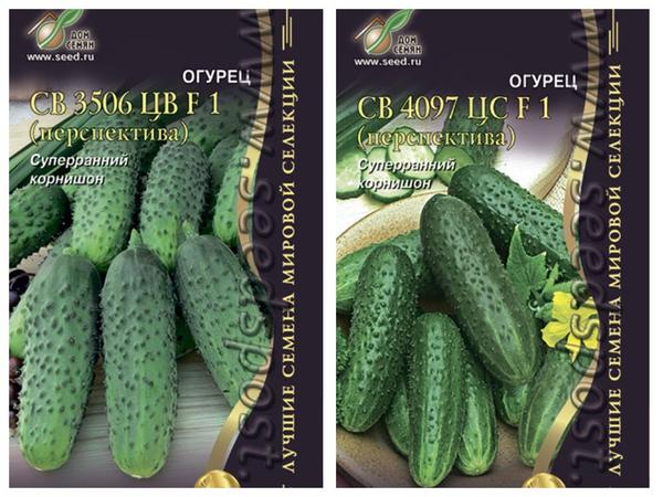Temperature stress-resistant hybrids from the company "Seed House" ("Sortsemovoshch"): SV 3506 TsV F1 and SV 4097 TsS F1. Photo from seedspost.ru
