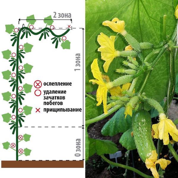 Skema for dannelsen af ​​parthenokarpiske hybrider i et drivhus