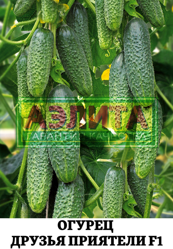 Abokan cucumber