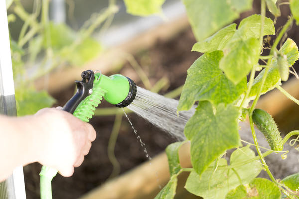 Cold water from a hose is the enemy of cucumbers
