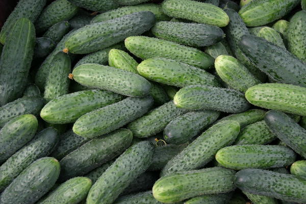 Cucumbers Ƙarfafa F1.  Hoto: Gavrish