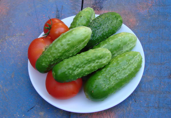 Moderna salladshybrider av gurkor är genetiskt utan bitterhet.  Foto: Gavrish