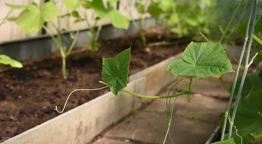 Pruning and shaping cucumbers, courgettes, zucchini and pumpkins