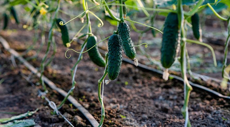 Pruning and shaping cucumbers, courgettes, zucchini and pumpkins