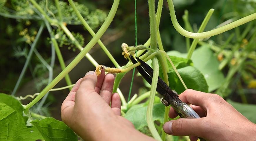 Beskæring og formning af agurker, courgetter, zucchini og græskar