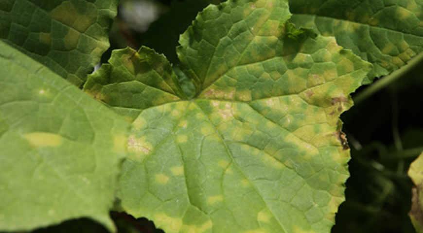 All major diseases and pests of cucumbers