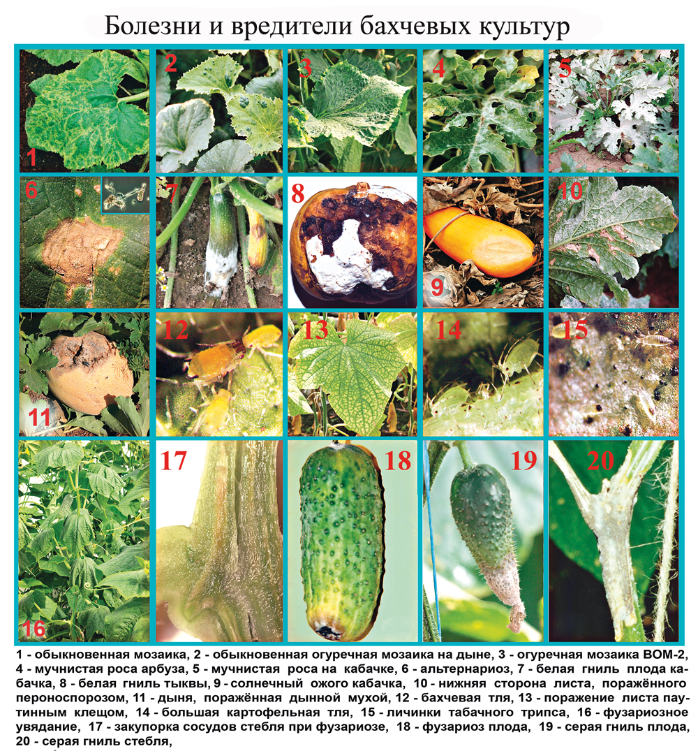 diseases and pests of cucumber and pumpkin