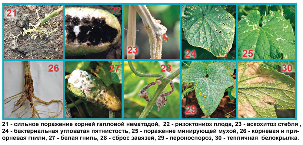 diseases and pests of pumpkins and cucumbers