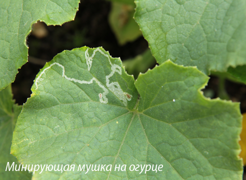 diseases and pests of cucumbers, mining fly