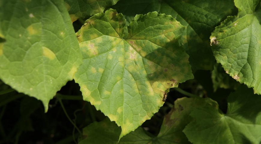Hvorfor agurkblade bliver gule, og hvad skal man gøre ved det
