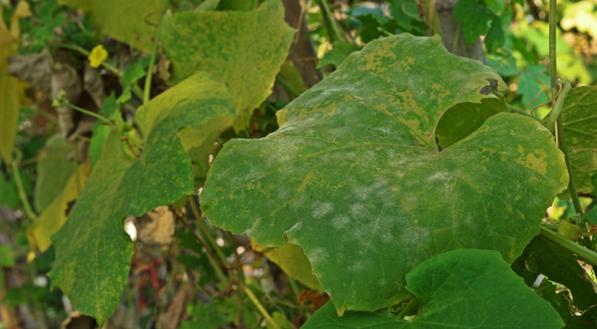 Hvorfor agurkblade bliver gule, og hvad skal man gøre ved det