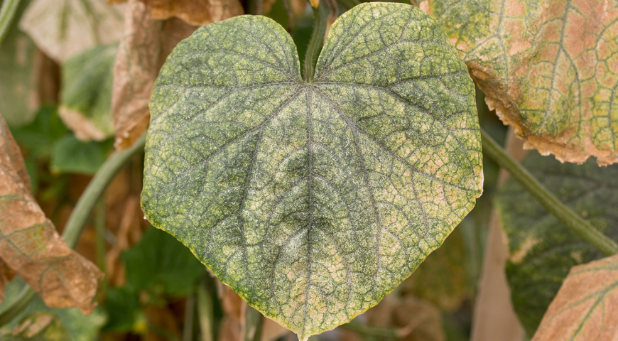 Why cucumber leaves turn yellow and what to do about it