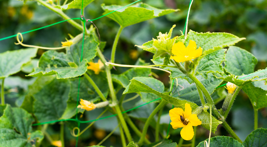 Why cucumber leaves turn yellow and what to do about it