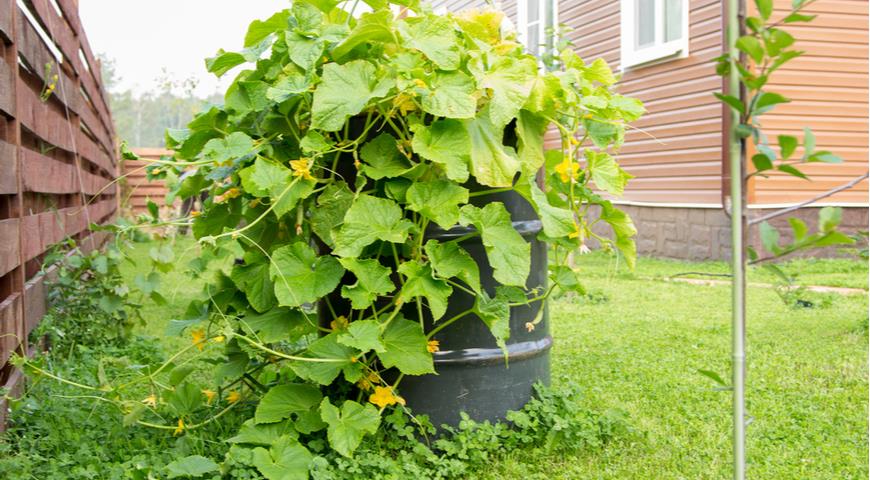 How to get a harvest of sweet cucumbers as soon as possible: 5 secrets that you did not know about