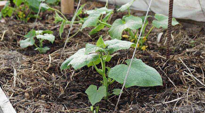 Do-it-yourself cucumber seedlings: from seed to fruit
