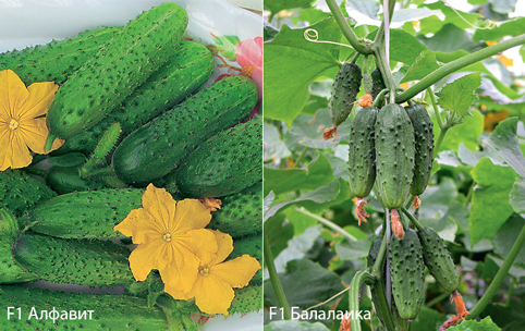How to grow the earliest Lukhovitsky cucumbers on your own